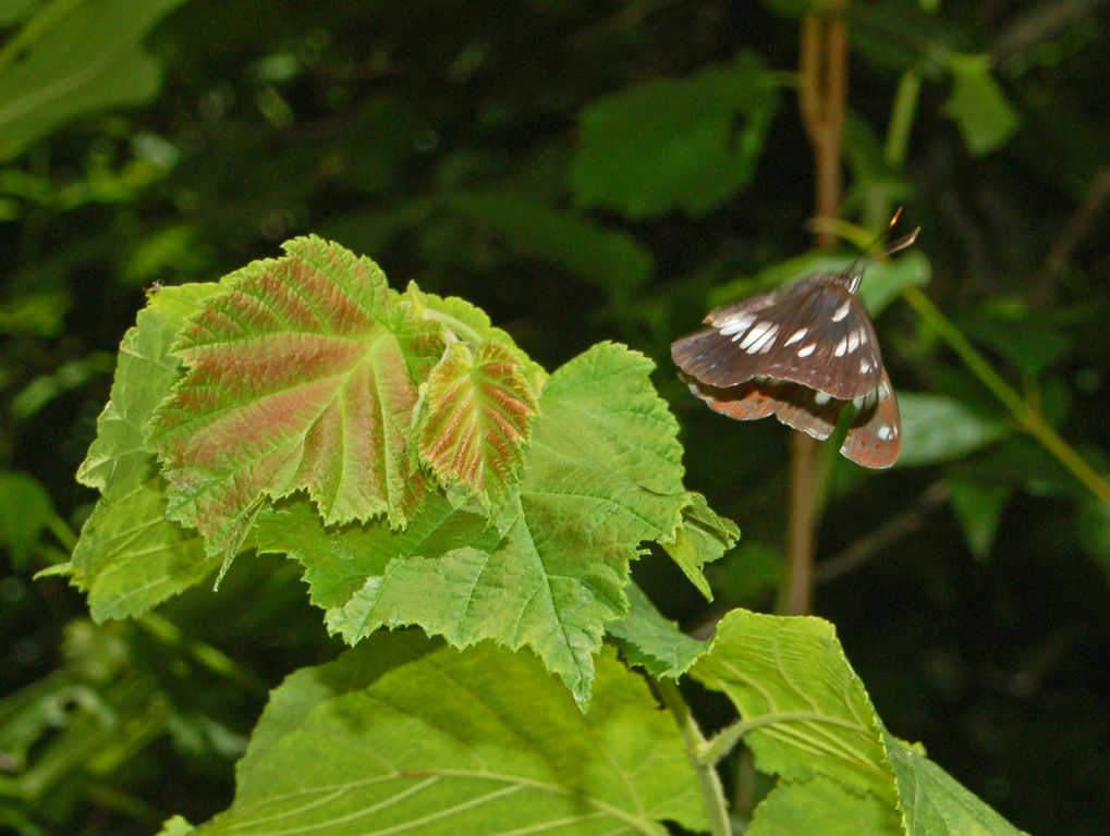 Galleria di insetti in volo